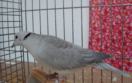Fraaiste  oorspronkelijke duif